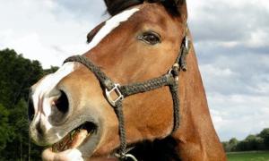 Что такое случная болезнь лошадей, как проявляется и как лечится Сведения о возникновении случной болезни