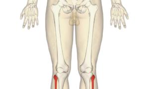 Строение ноги ниже колена Мышцы голени делятся на группы
